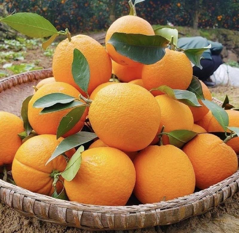 伦晚脐橙湖北橙子柑橘口感纯甜产地直发保质保量