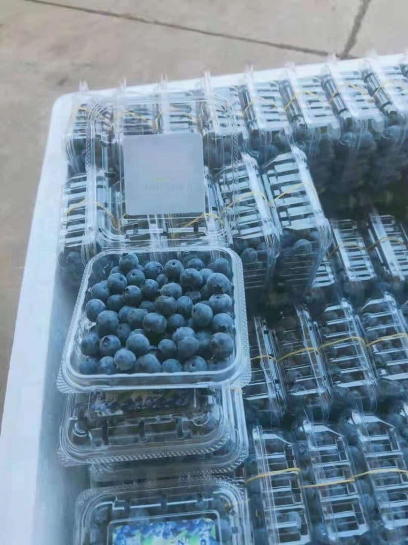 云南蓝莓小果上量，可发整车