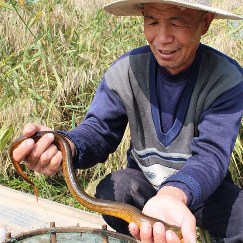 微山湖原生态自然生长黄鳝，鳝鱼段，鳝鱼丝。