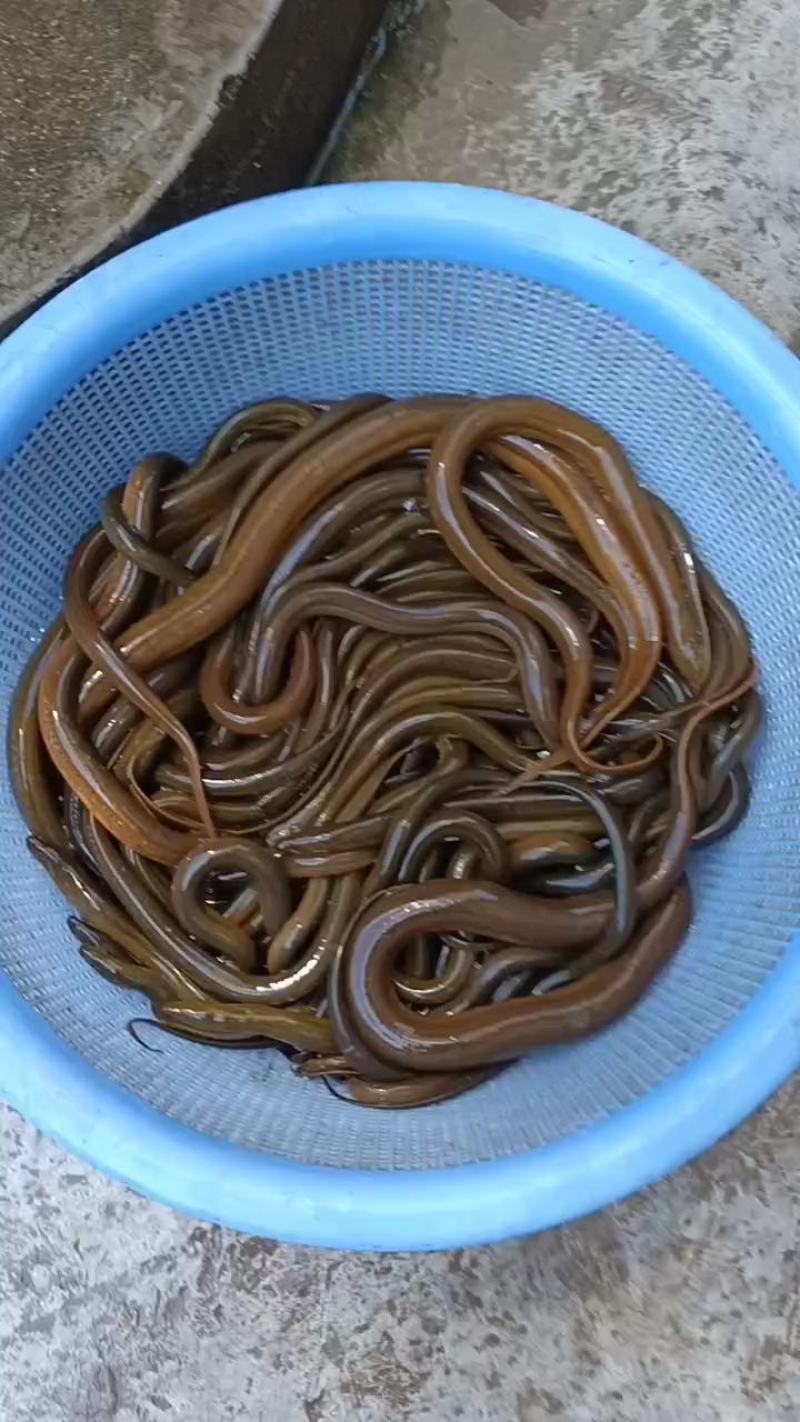 湖南常德，野货黄鳝，包活到家，有需要的老板联系我。