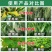 氟环唑锈病专用药小麦花生果树蔬菜大蒜豆角白粉叶斑病农药杀