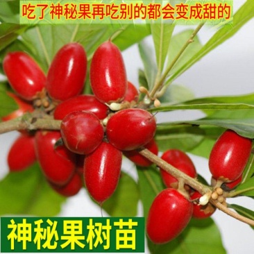 神秘果树苗四季开花当年结果变味果盆栽四季果树南北方种植