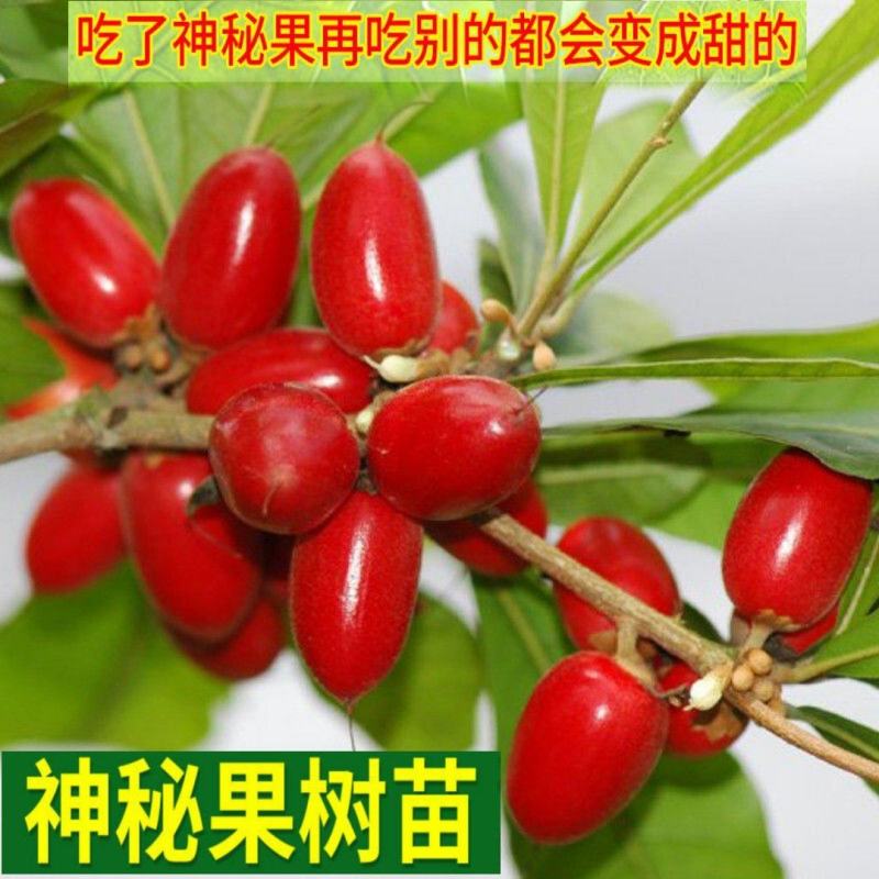 神秘果树苗四季开花当年结果变味果盆栽四季果树南北方种植