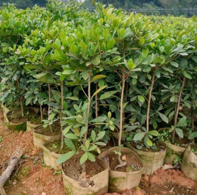 神秘果树苗四季开花当年结果变味果盆栽四季果树南北方种植