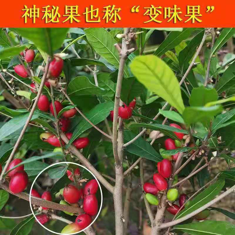神秘果树苗四季开花当年结果变味果盆栽四季果树南北方种植