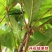 神秘果树苗四季开花当年结果变味果盆栽四季果树南北方种植