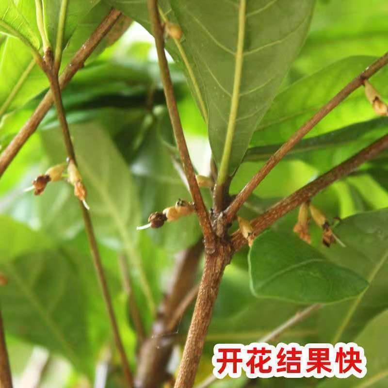 神秘果树苗四季开花当年结果变味果盆栽四季果树南北方种植