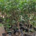 神秘果树苗四季开花当年结果变味果盆栽四季果树南北方种植