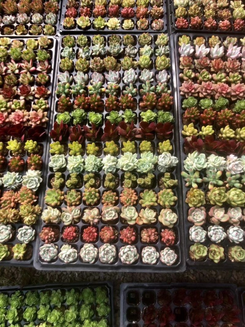 多彩多肉拼盘，大量现货供应，产地直发，欢迎咨询订购！