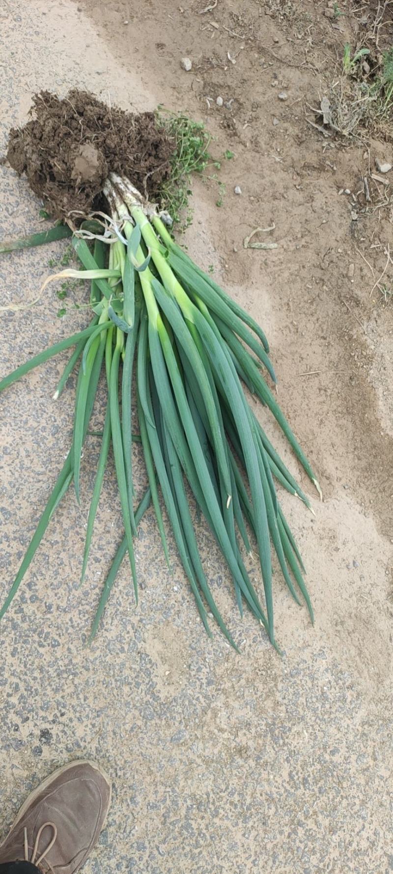 基地直发，加工厂分葱