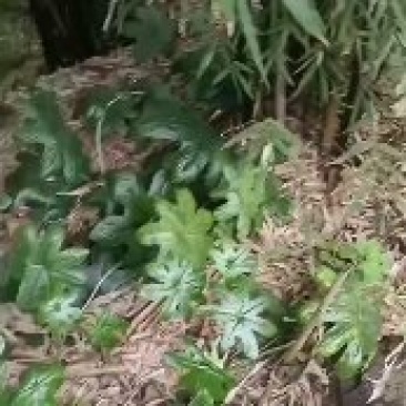 八角连苗，各种规格种苗