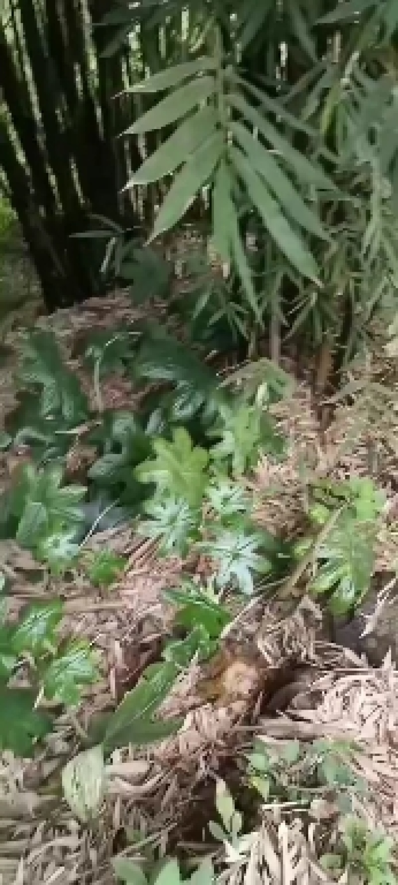 八角连苗，各种规格种苗