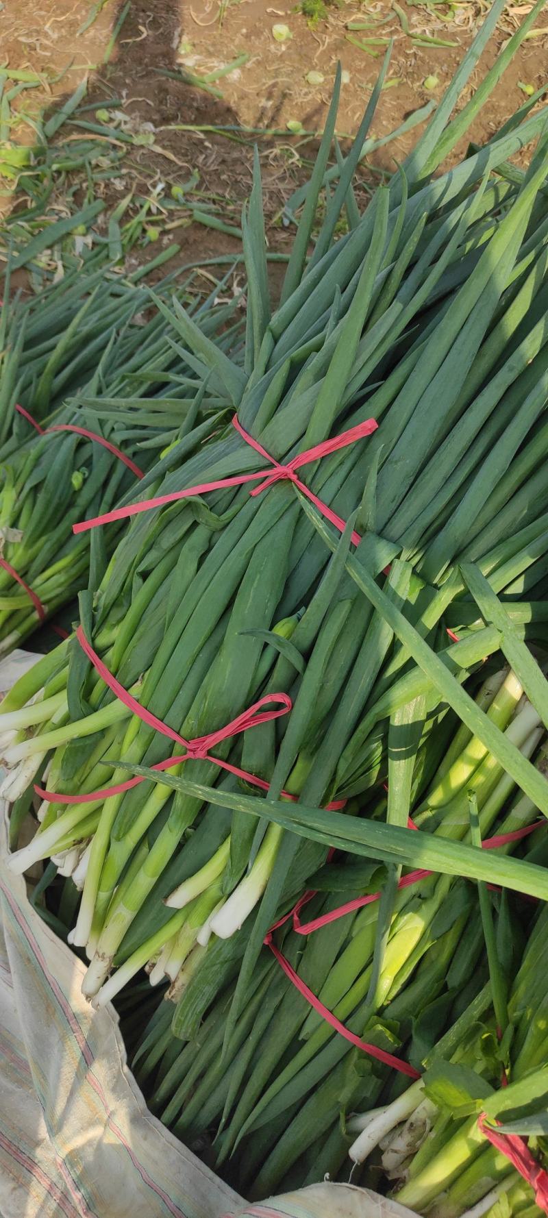 基地直发，超市专供，速冻厂，脱水厂，分葱