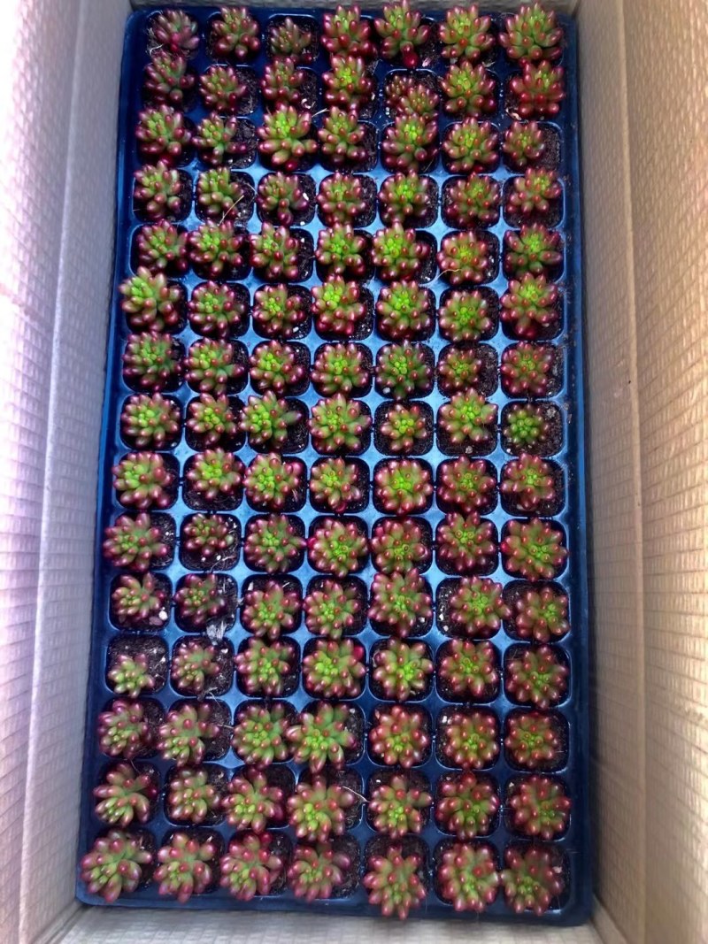 多彩多肉拼盘，大量现货供应，产地直发，欢迎咨询订购！