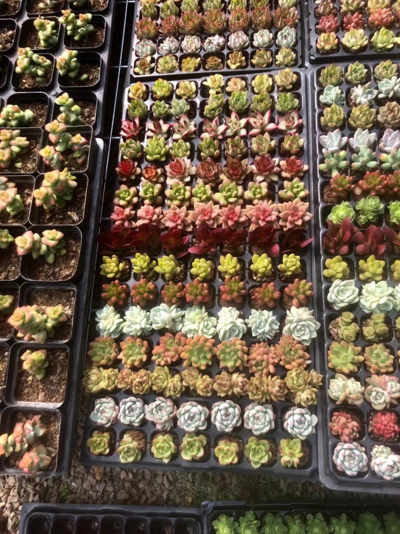 多彩多肉拼盘，大量现货供应，产地直发，欢迎咨询订购！
