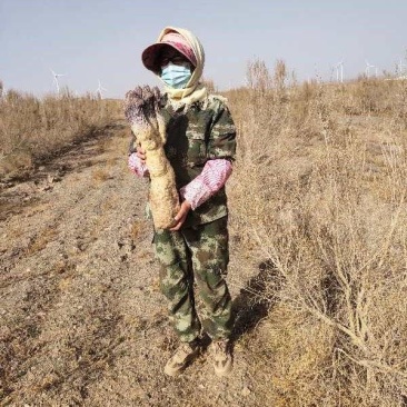名贵中药肉苁蓉，男人泡酒养生