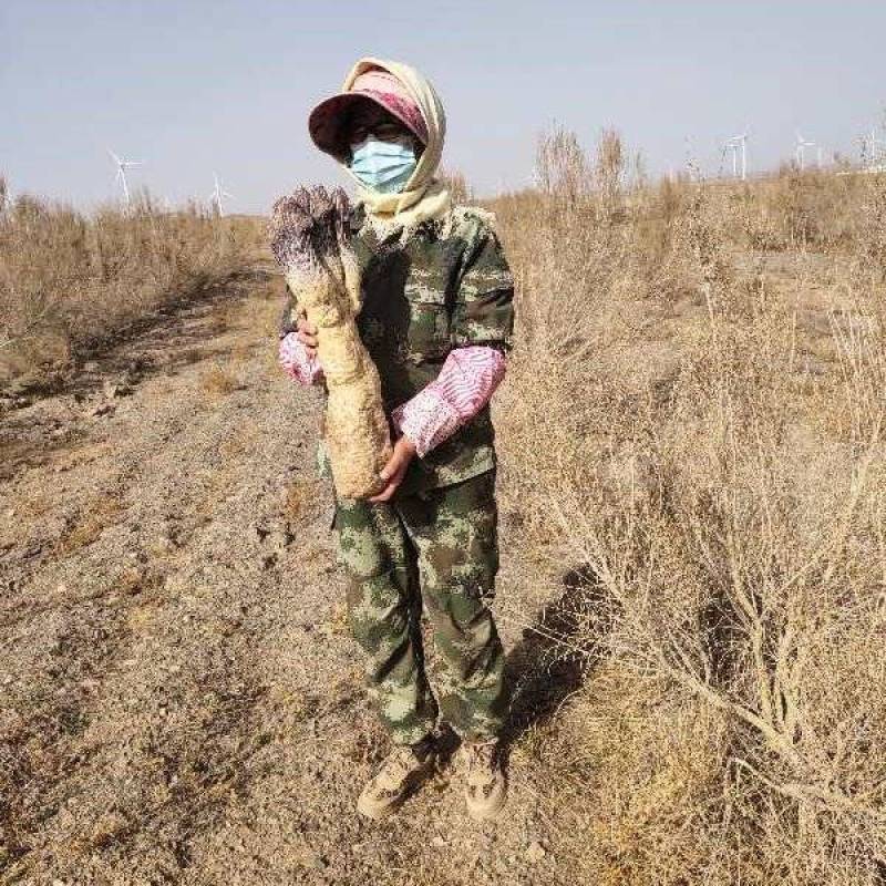 名贵中药肉苁蓉，男人泡酒养生