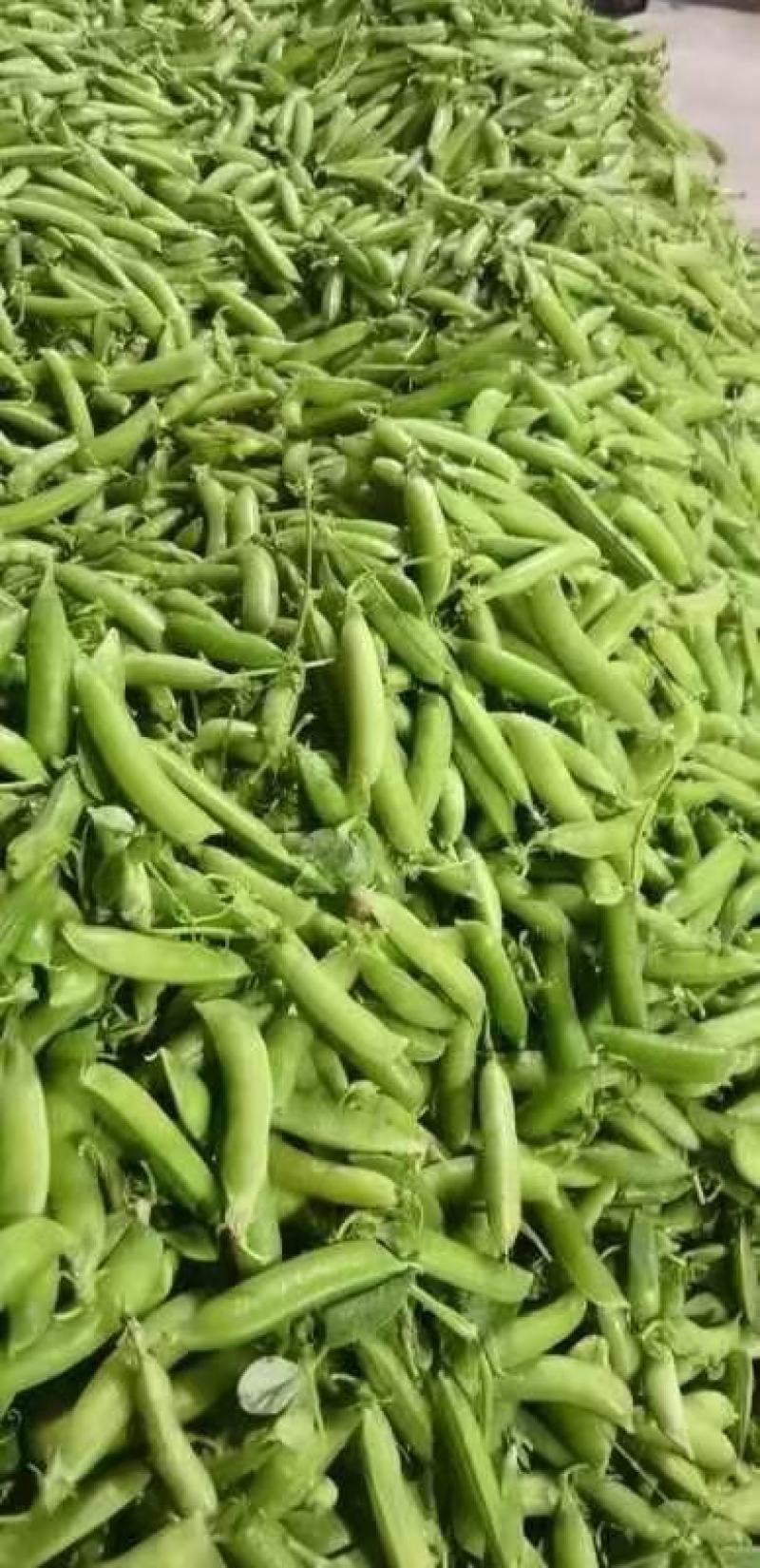 精品豌豆荚。中豌九号，永涛。质量好，欢迎老板过来洽谈！