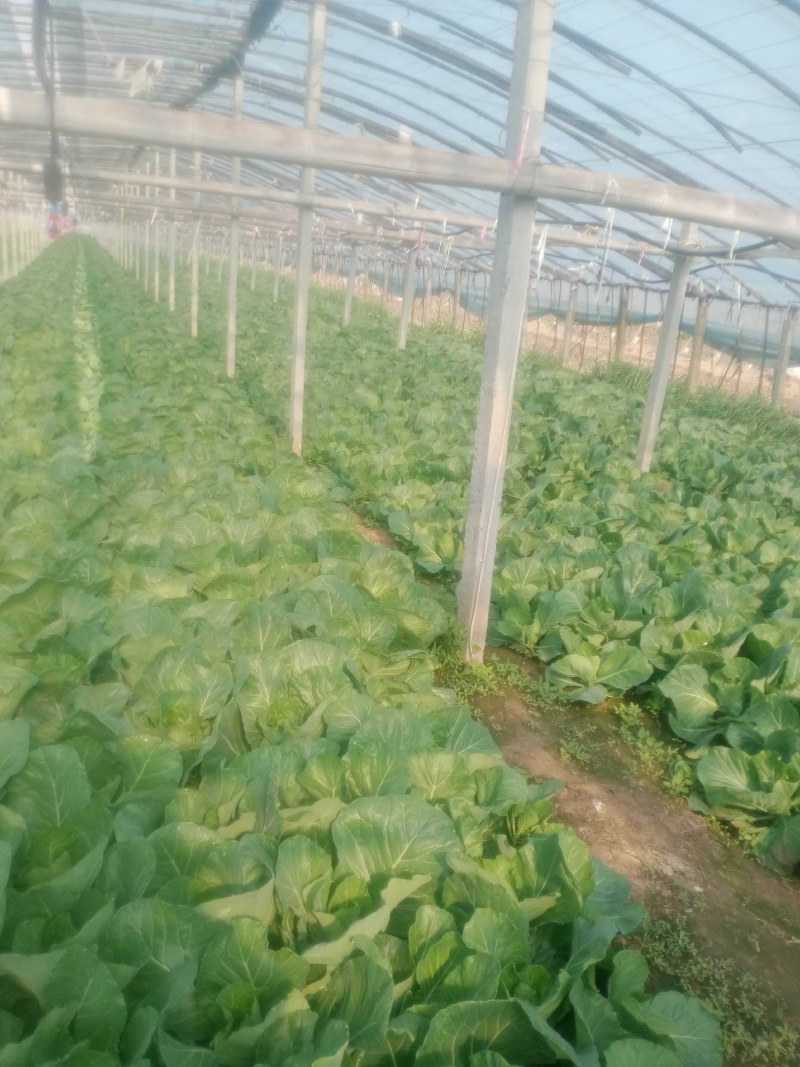 甘蓝已上市，有需要的提前联系