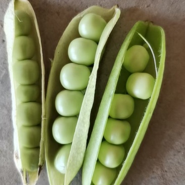 精品豌豆荚。中豌九号，永涛。质量好，欢迎老板过来洽谈！