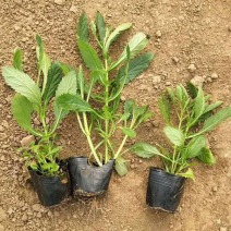 山东柳叶马鞭草种植大量供应柳叶马鞭草100万株