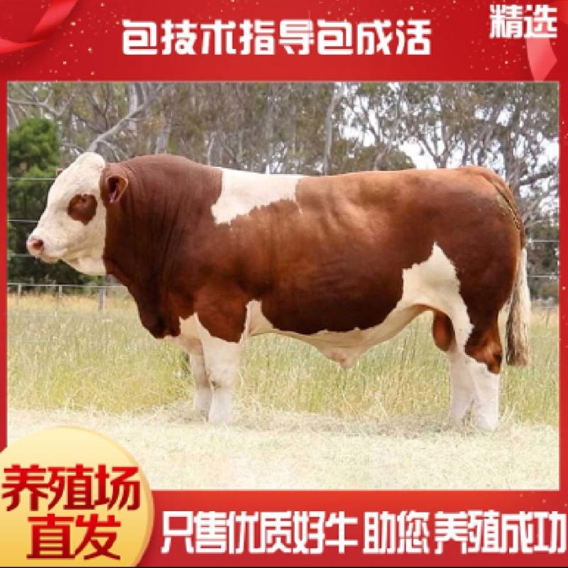 肉牛苗大量育肥牛犊小牛苗批发买十送一包送到家