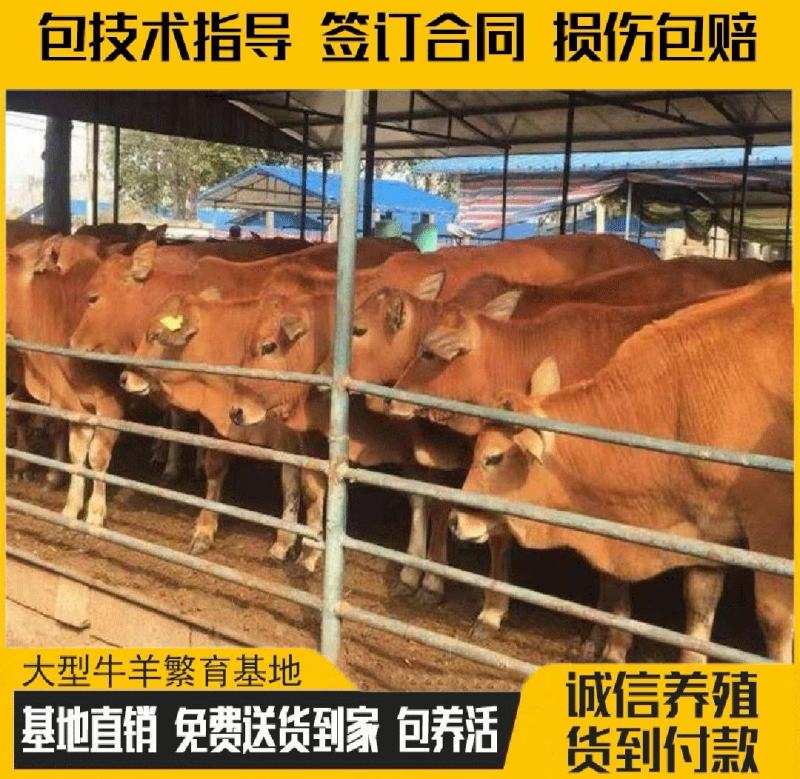 肉牛苗大量育肥牛犊小牛苗批发买十送一包送到家
