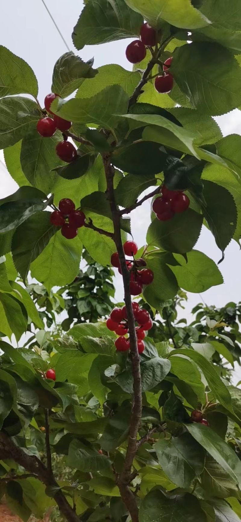 小樱桃一手货源产地直销
