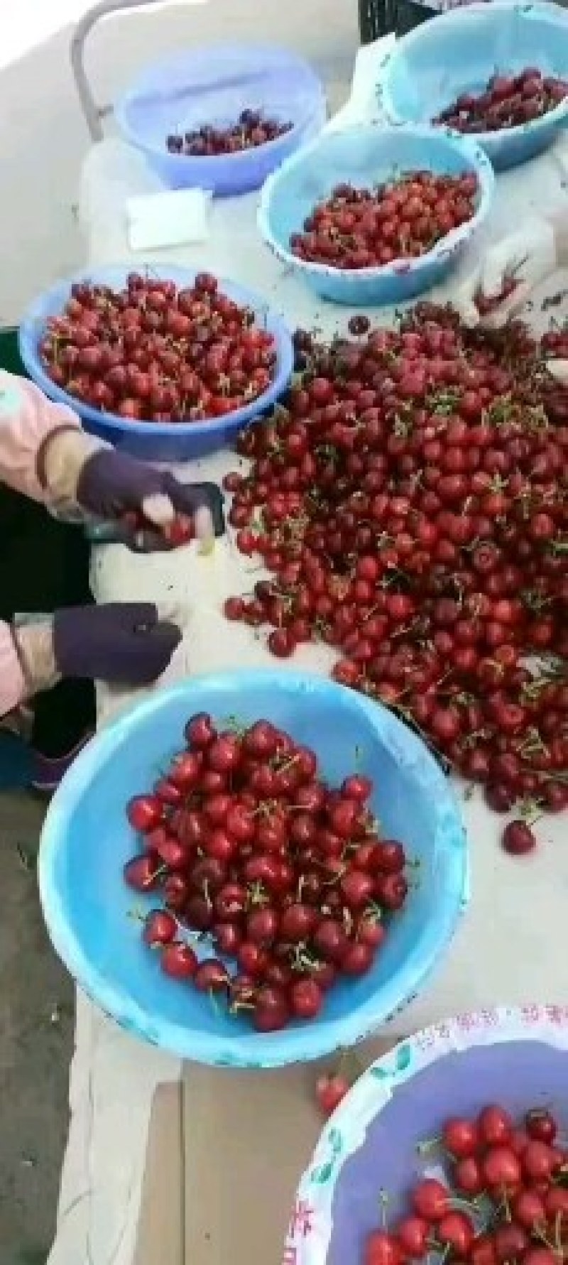 陕西大棚樱桃批发樱桃价格，陕西樱桃一手货源
