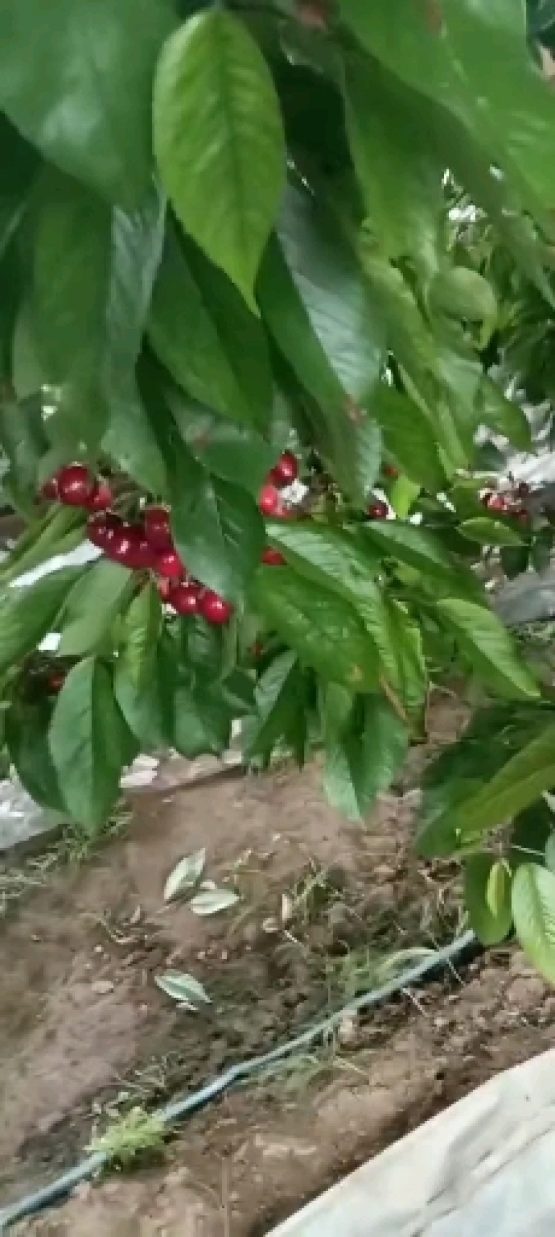 陕西大棚樱桃批发樱桃价格，陕西樱桃一手货源