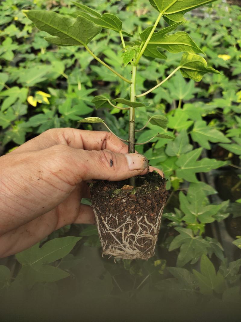 优质红肉大青水果木瓜苗，大白，红菱，拖病毒苗种植成活率高