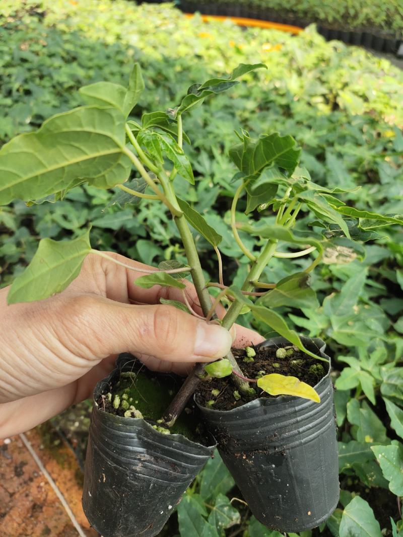 优质红肉大青水果木瓜苗，大白，红菱，拖病毒苗种植成活率高