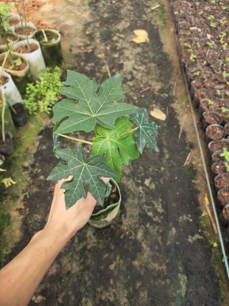 优质红肉大青水果木瓜苗，大白，红菱，拖病毒苗种植成活率高