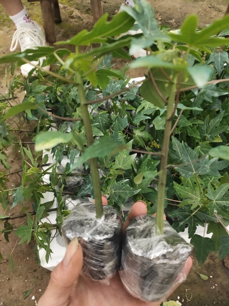 优质红肉大青水果木瓜苗，大白，红菱，拖病毒苗种植成活率高