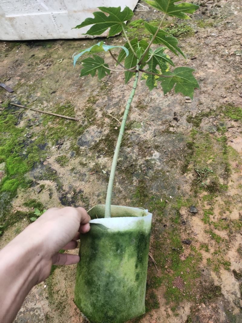 优质红肉大青水果木瓜苗，大白，红菱，拖病毒苗种植成活率高