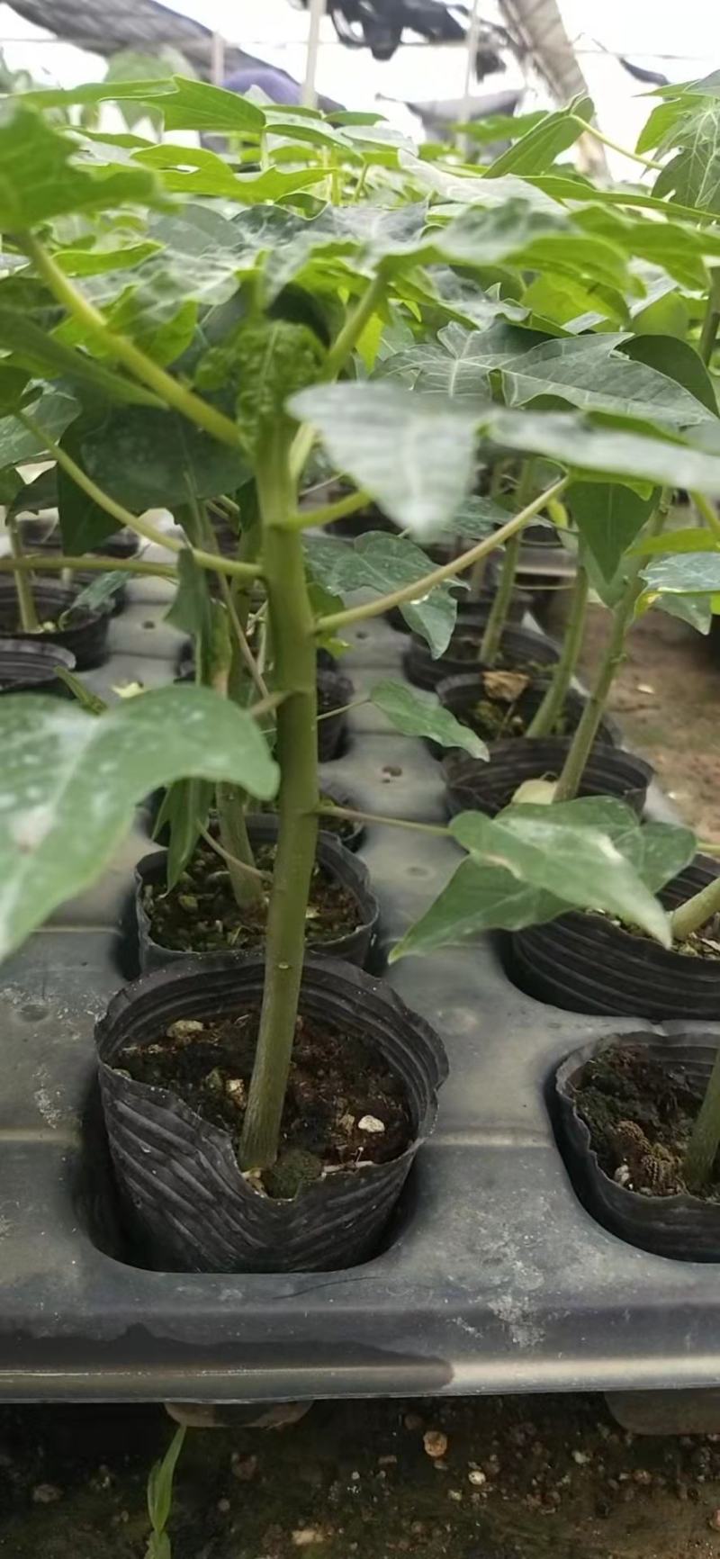 优质红肉大青水果木瓜苗，大白，红菱，拖病毒苗种植成活率高