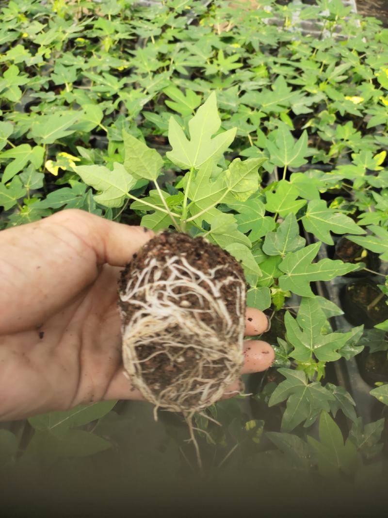 优质红肉大青水果木瓜苗，大白，红菱，拖病毒苗种植成活率高