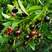 巴西长果大果黑玫瑰樱桃巴西甜樱桃果树新品种南北方种植盆栽