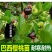 巴西长果大果黑玫瑰樱桃巴西甜樱桃果树新品种南北方种植盆栽