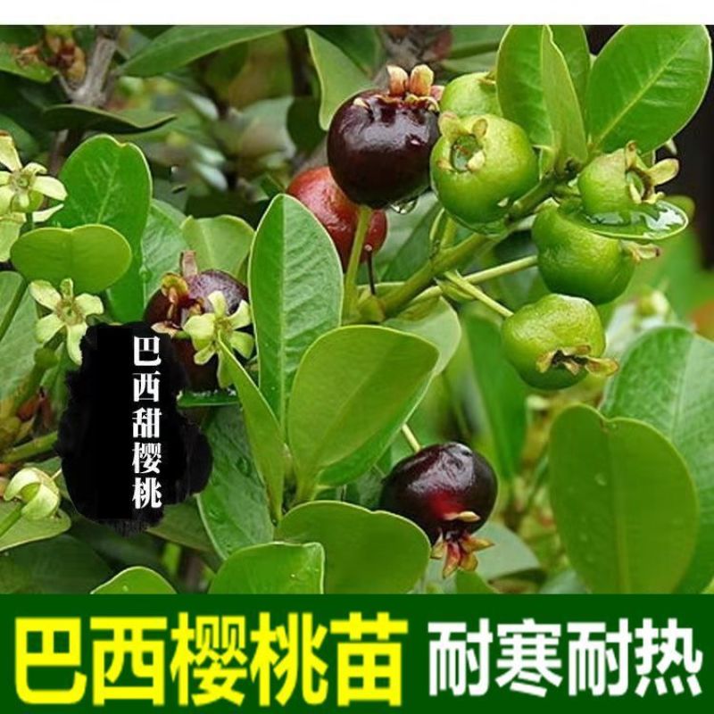 巴西长果大果黑玫瑰樱桃巴西甜樱桃果树新品种南北方种植盆栽