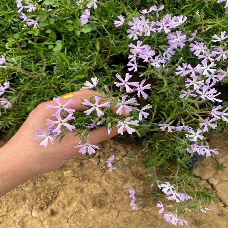 芝樱，花海用苗，多色芝樱花，基地直发，大量供应