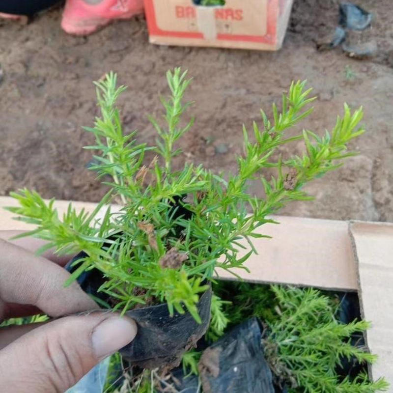 芝樱，花海用苗，多色芝樱花，基地直发，大量供应