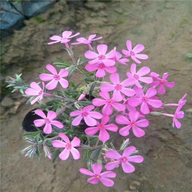 芝樱，花海用苗，多色芝樱花，基地直发，大量供应