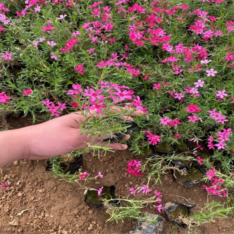 芝樱，花海用苗，多色芝樱花，基地直发，大量供应