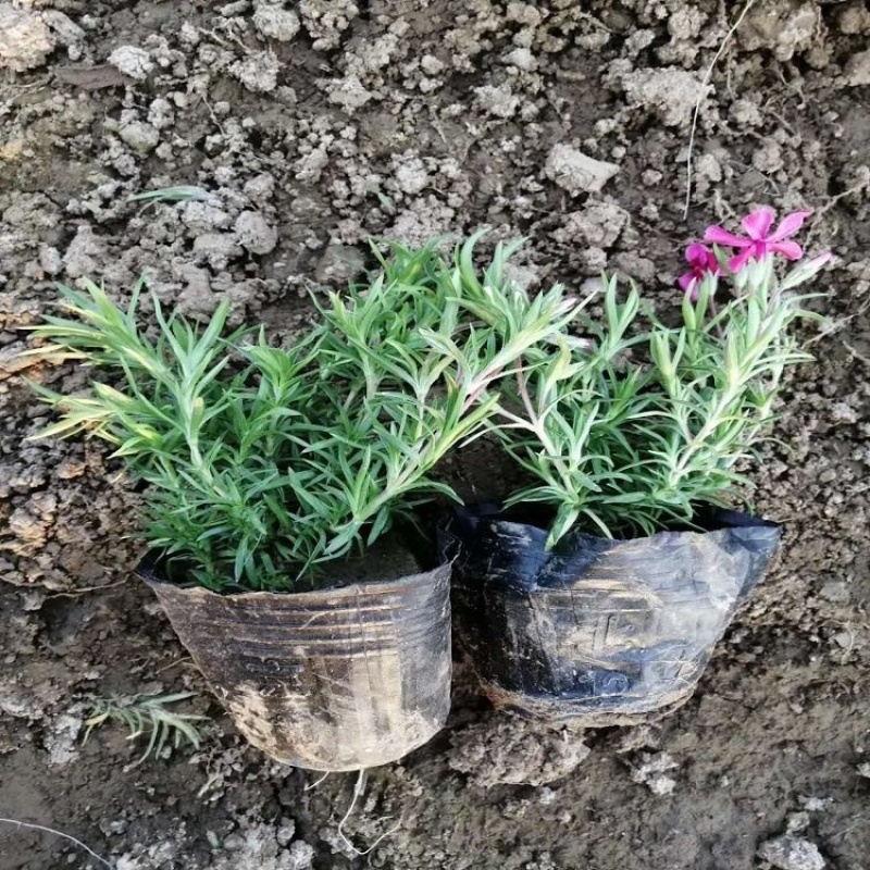 芝樱，花海用苗，多色芝樱花，基地直发，大量供应