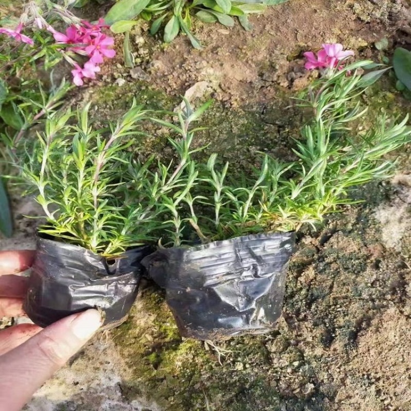 芝樱，多色芝樱，芝樱基地，花海宿根花卉供应批发