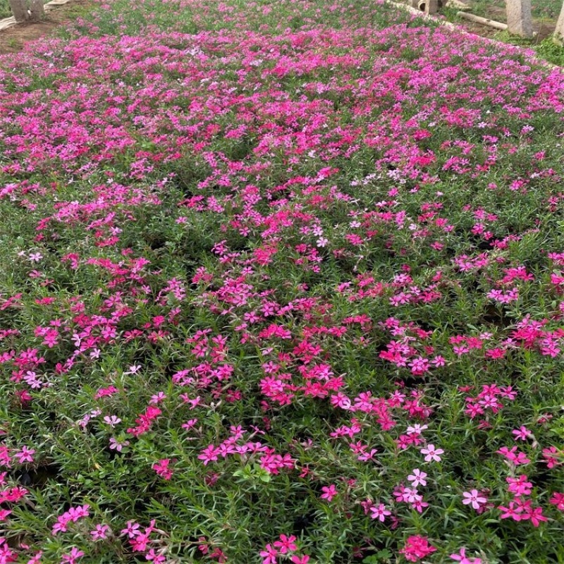 青州芝樱，一手货源，精品苗，大量供应，欢迎咨询