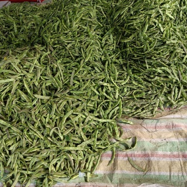 紫花油豆15厘米以上20厘米以上，精品紫花油豆
