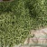 紫花油豆15厘米以上20厘米以上，精品紫花油豆