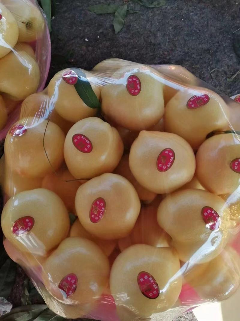 大棚油桃